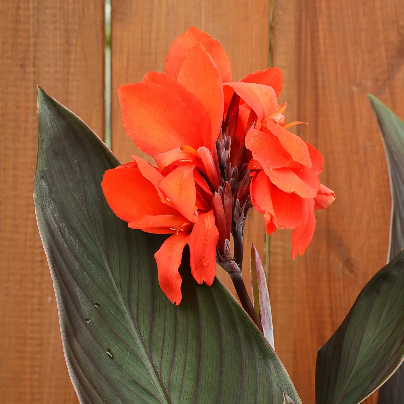 Cannova Bronze Orange Canna Lily