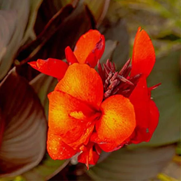 Cannova Bronze Scarlet Canna Lily