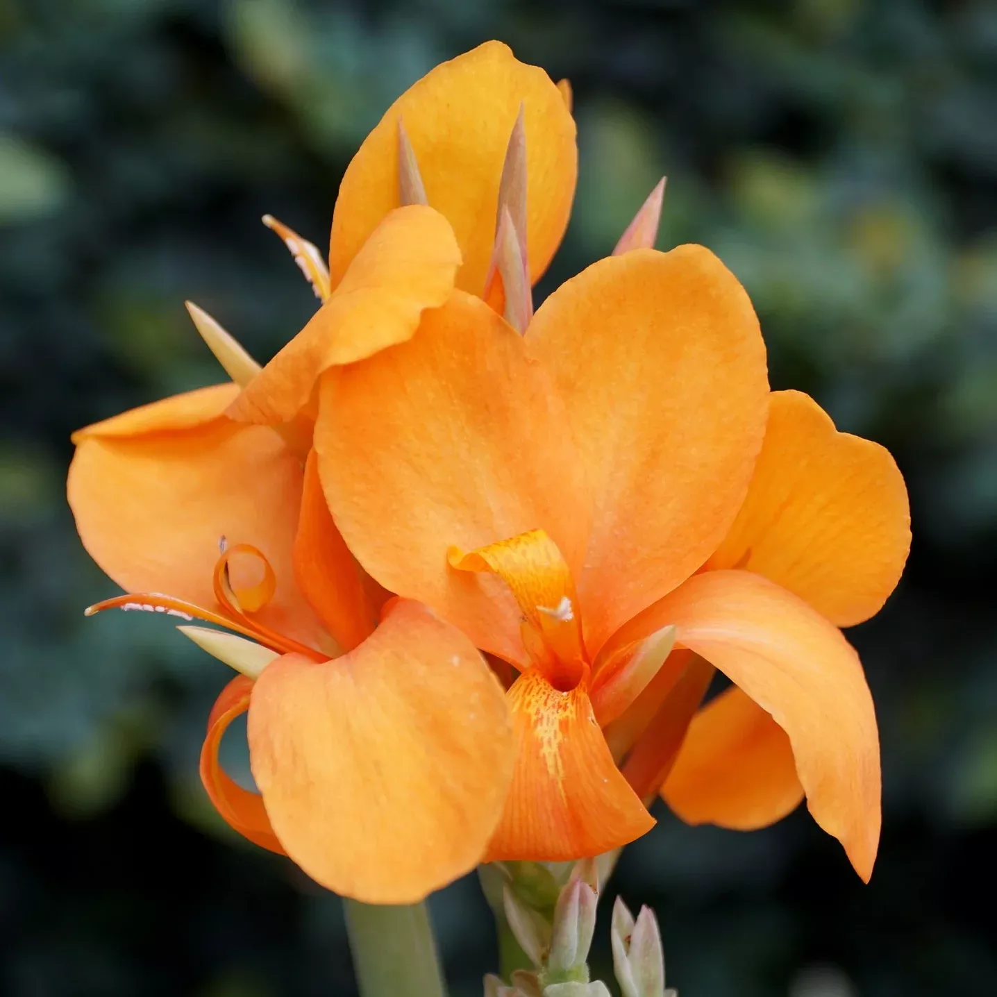 Cannova Orange Shades Canna Lily