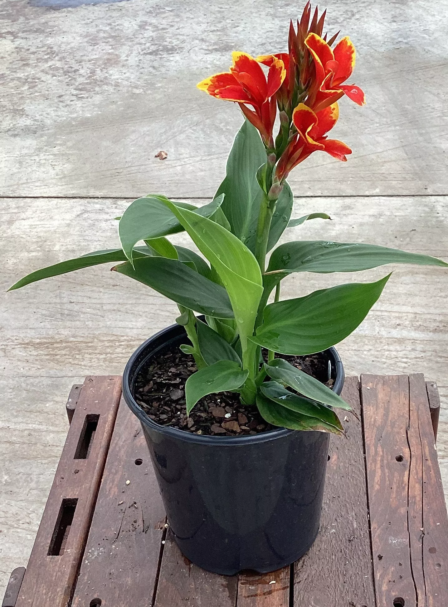 Cannova Red Golden Flame Canna Lily