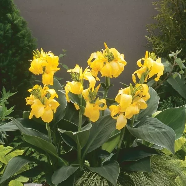 Cannova Yellow Canna Lily