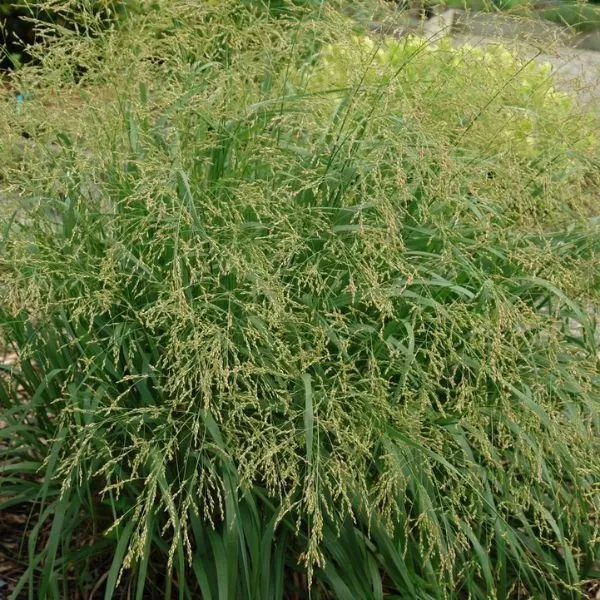 Cape Breeze Dwarf Switch Grass
