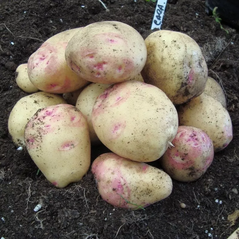 ‘Cara’ Maincrop Seed Potatoes|1kg Bag (Approx 8-14 Tubers)|5kg Bag (Approx 40-70 Tubers)