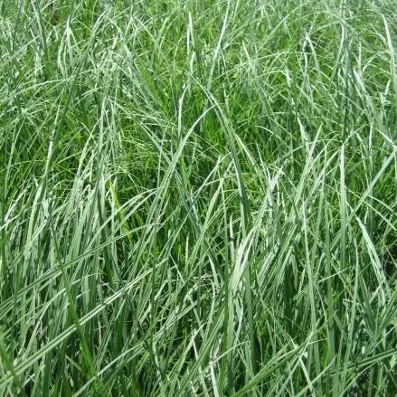 Carex densa (Dudley's Sedge)