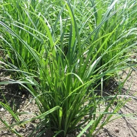 Carex obnupta (Slough Sedge) Seed Packet WW