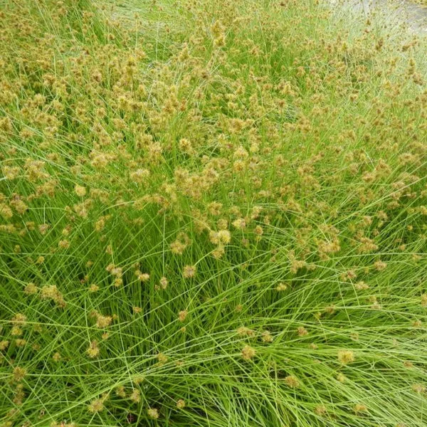 Carex pachystachya (Chamisso Sedge)