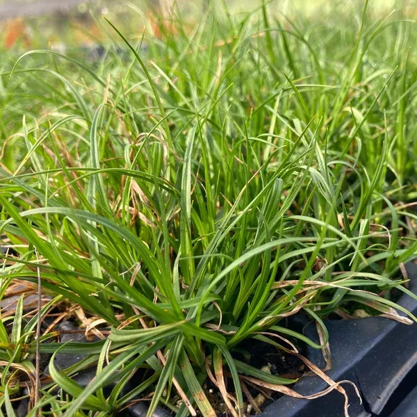 Carex tumulicola (Foothill Sedge) Seed Packet WW