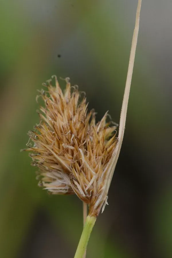 Carex unilateralis (Lateral Sedge)