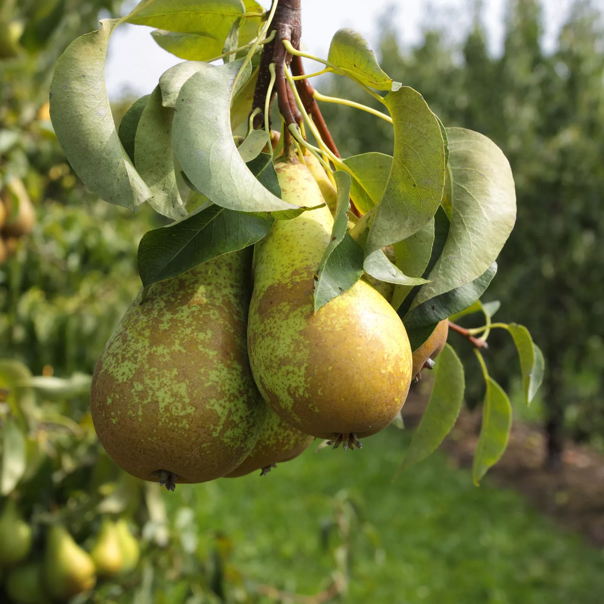 Carnes Pear Tree