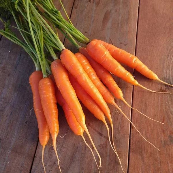 Carrot 'Coral' (Daucus carota) - Seed AS