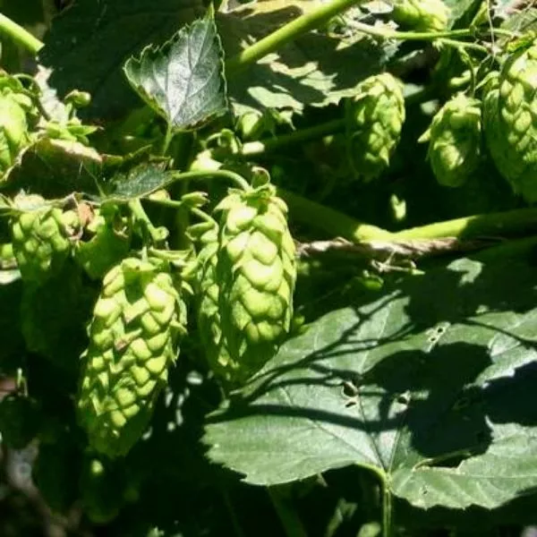 Cascade Common Hops