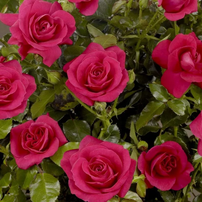 ‘Castle Avila’ Patio Shrub Rose
