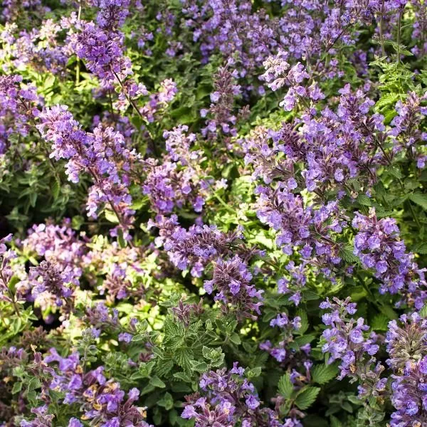 Cat's Meow Catmint