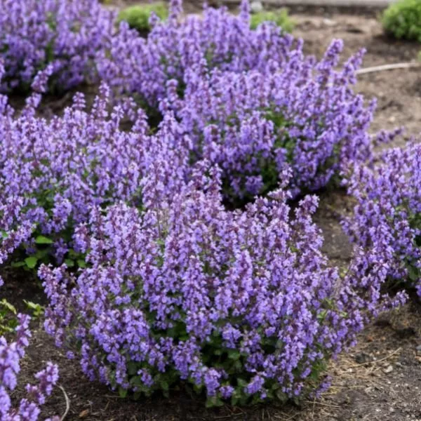 Cat's Pajamas Catmint