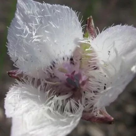 Cats Ear Lily (Calochortus elegans) Seed Packet WW