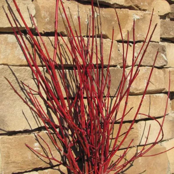 Cayenne Dogwood