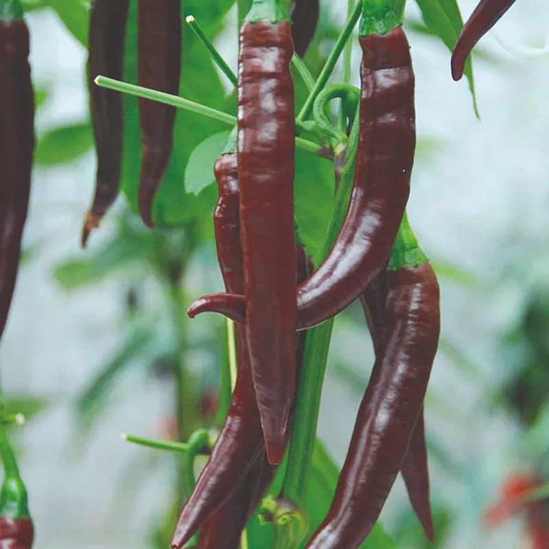 ‘Cayenne Long Slim’ Chilli Plants