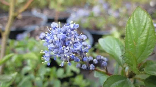 Ceanothus lemmonii (Lemmon's ceanothus)