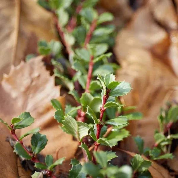 Ceanothus prostratus (Mahala Mat)