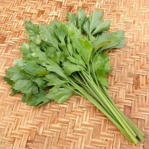 Celery Leaf 'Chai Thai' (Apium graveolens) - Seed AS