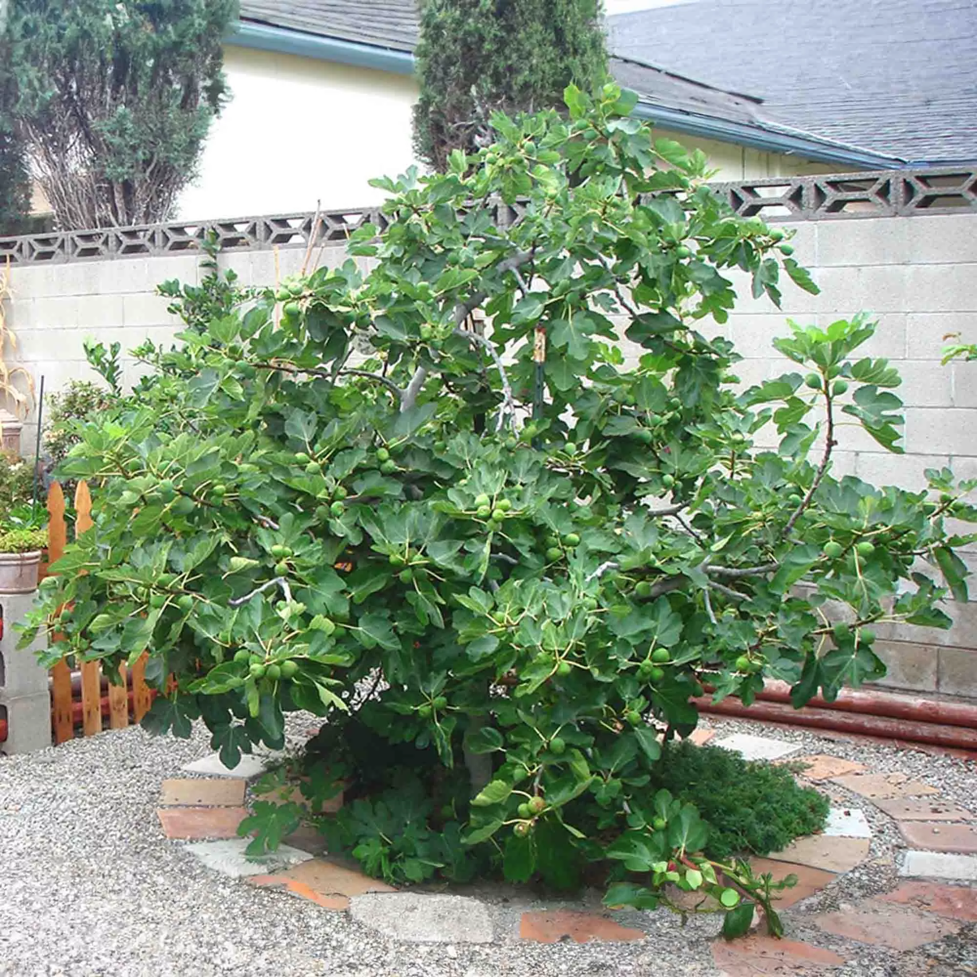 Celeste Fig Tree