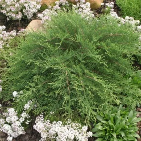 Celtic Pride Siberian Cypress