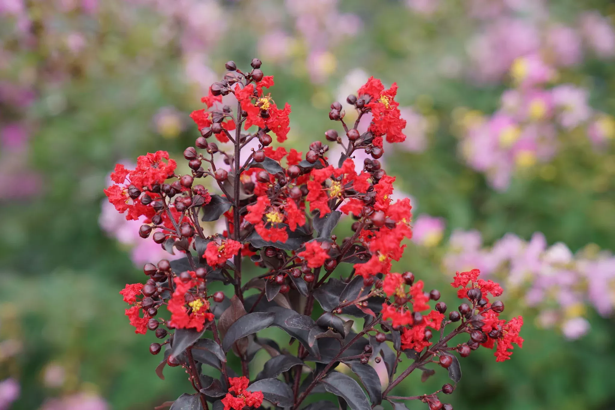 Center Stage Red Crape Myrtle