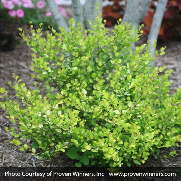 Cesky Gold Dwarf Birch