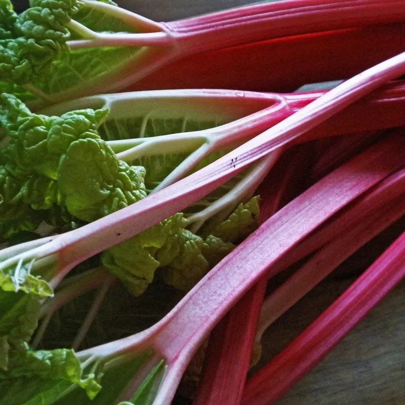‘Champagne’ Rhubarb Plant|Plant in a 3L Pot|3 Plants in 3L Pots|Bare Root Crown|3 Bare Root Crowns