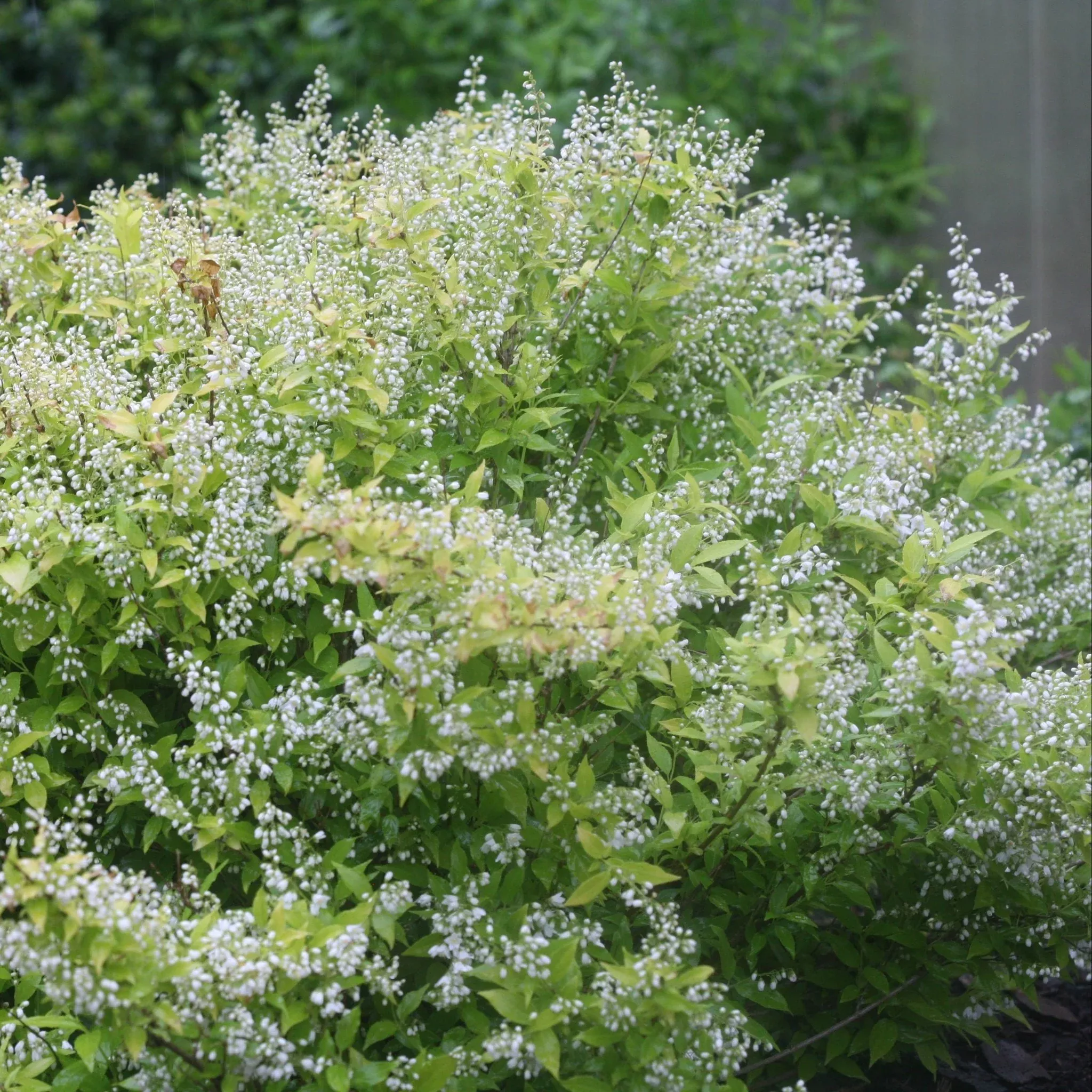 Chardonnay Pearls Deutzia