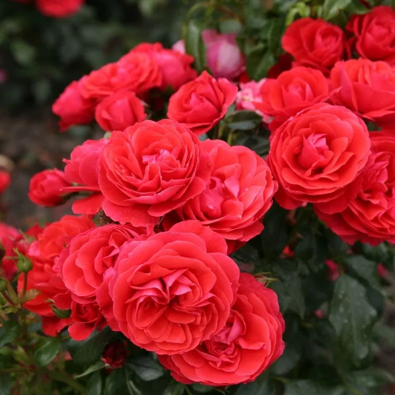 ‘Cherry Girl’ Floribunda Rose|Plant in a 4.5L Pot|3 Plants in 4.5L Pots