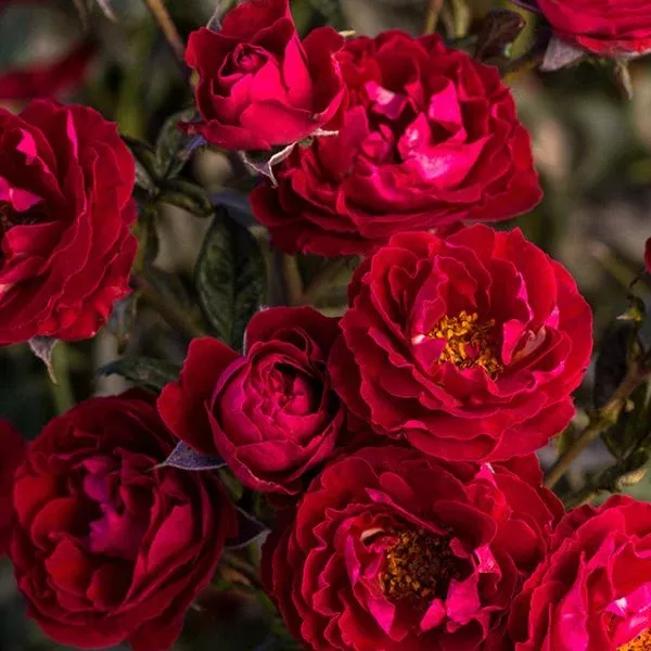 Cherrytini™ Floribunda Rose