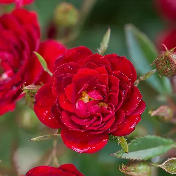 Chi™ Shrub Rose