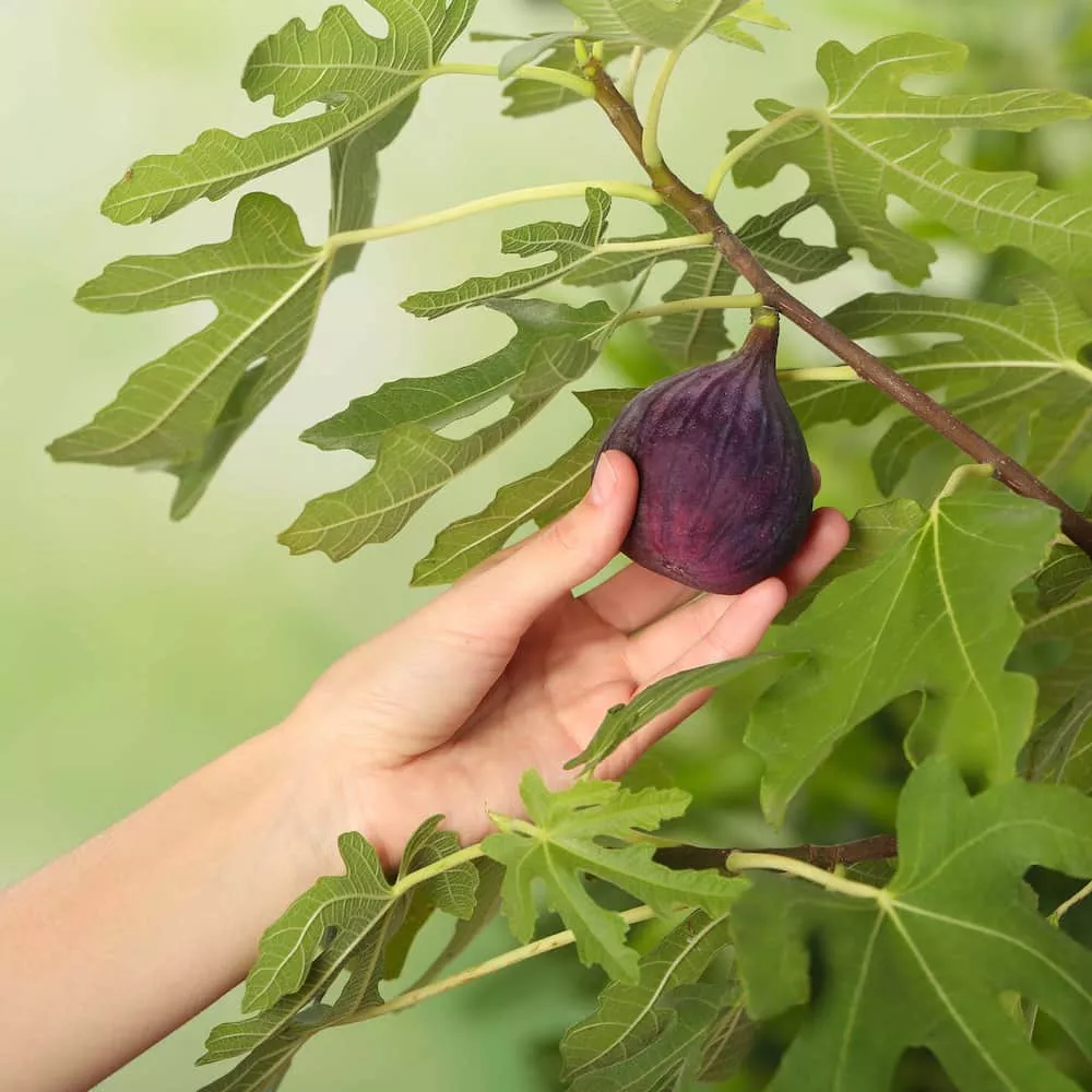 Chicago Hardy Fig Tree
