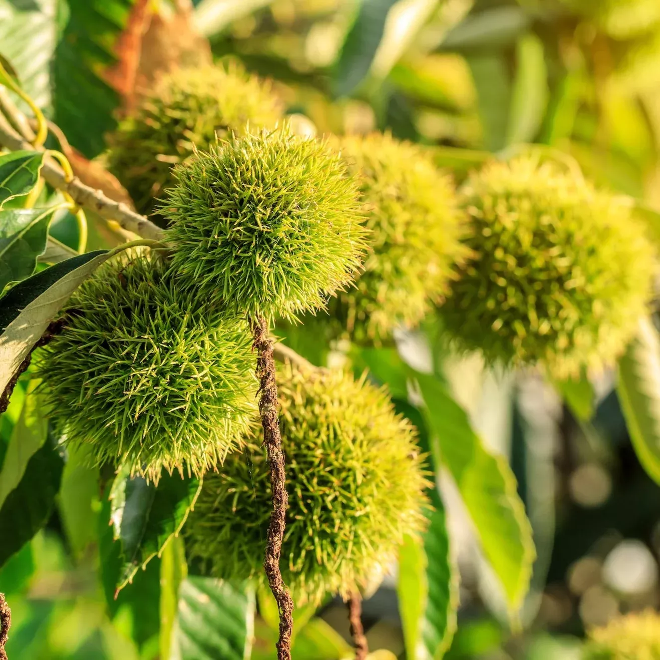 Chinese Chestnut Tree