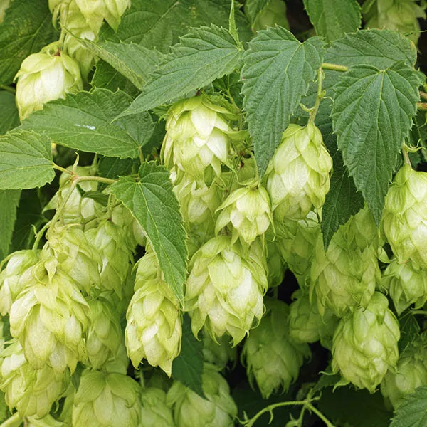 Chinook Common Hops