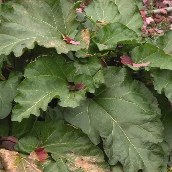 Chipman's Canada Red Rhubarb Plant