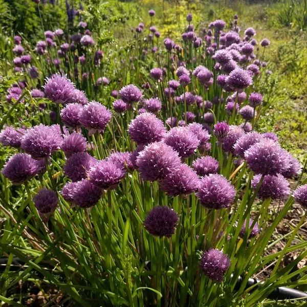 Chives 'Polyvit' (Allium schoenoprasum) - Seed AS