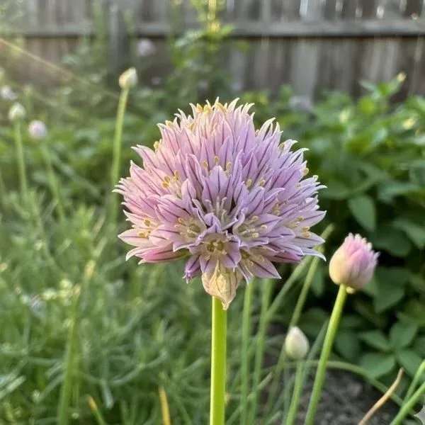 Chivette Chives