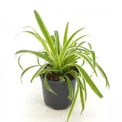 Chlorophytum comosum 'Ocean' (Spider Plant)