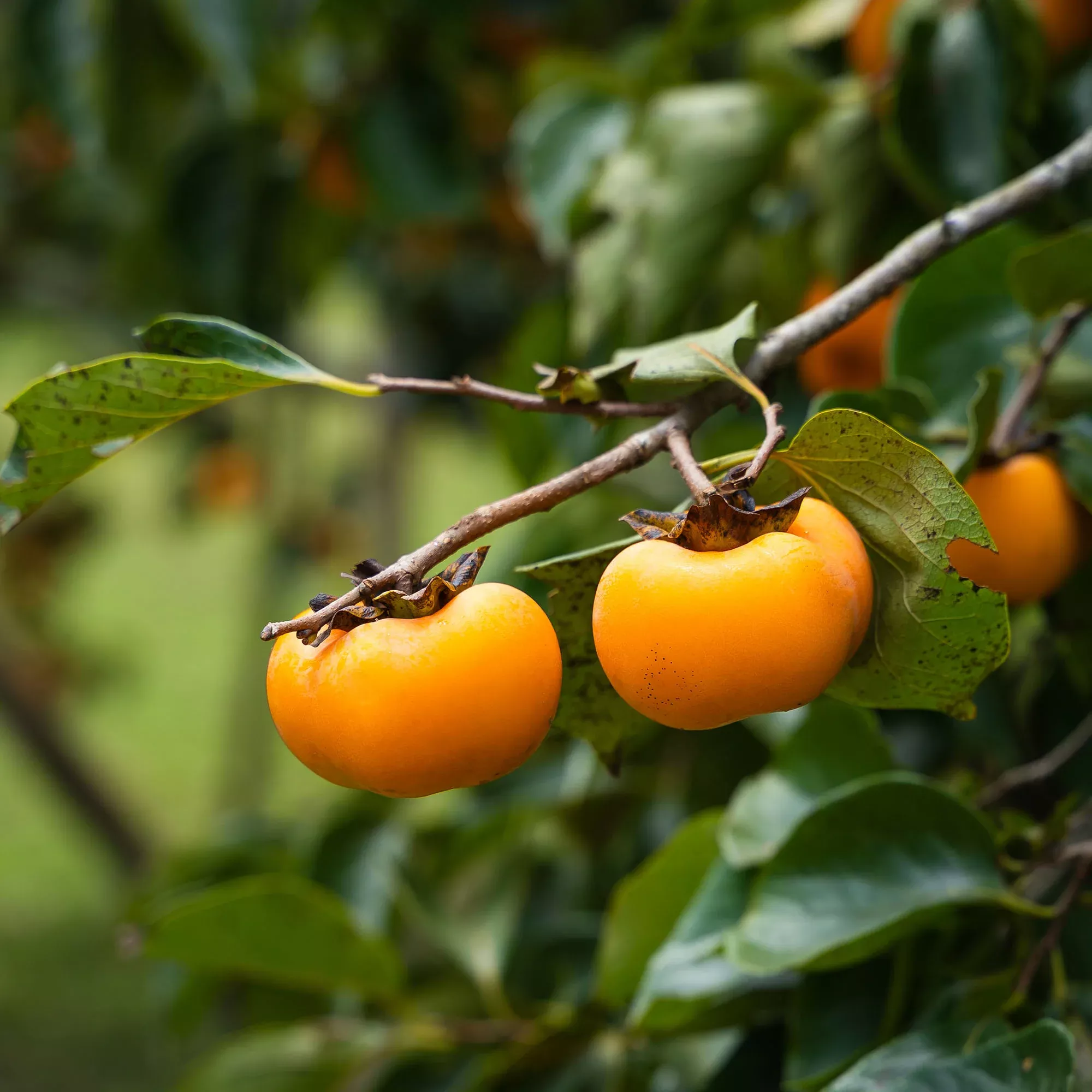 Chocolate Persimmon Tree
