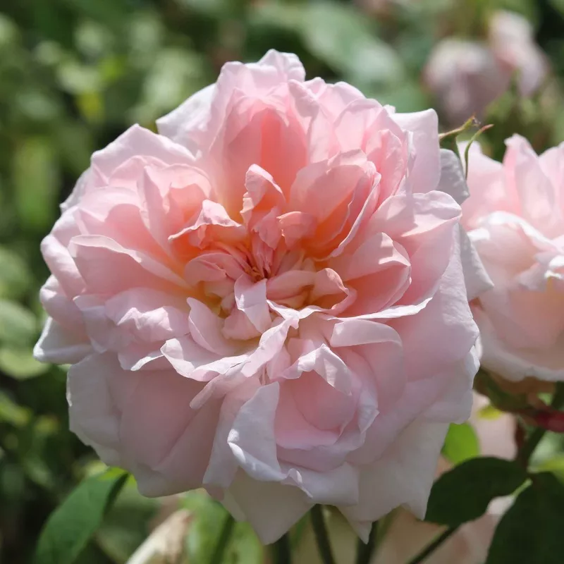 ‘Cinderella’ Shrub Rose|Plant in a 4.5L Pot|3 Plants in 4.5L Pots