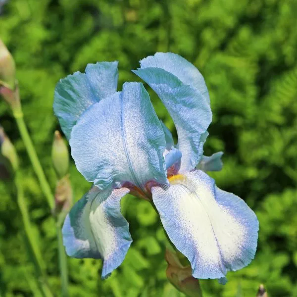 Clarence Bearded Iris