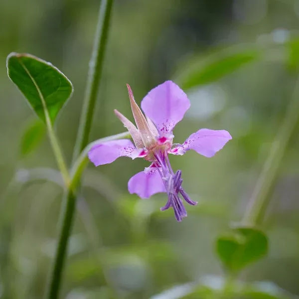 Clarkia rhomboidea (Diamond Clarkia) Seed Packet WW