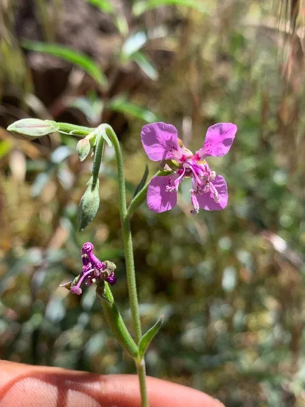 Clarkia rhomboidea (Diamond Clarkia)