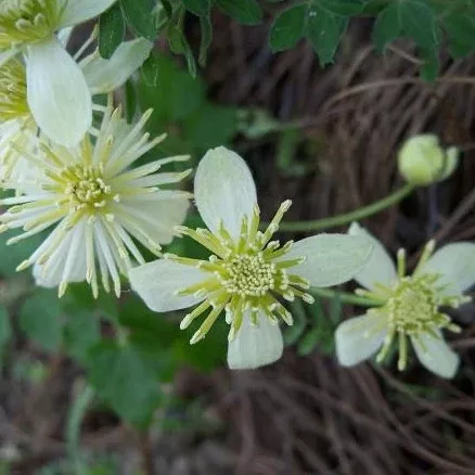 Clematis lasiantha