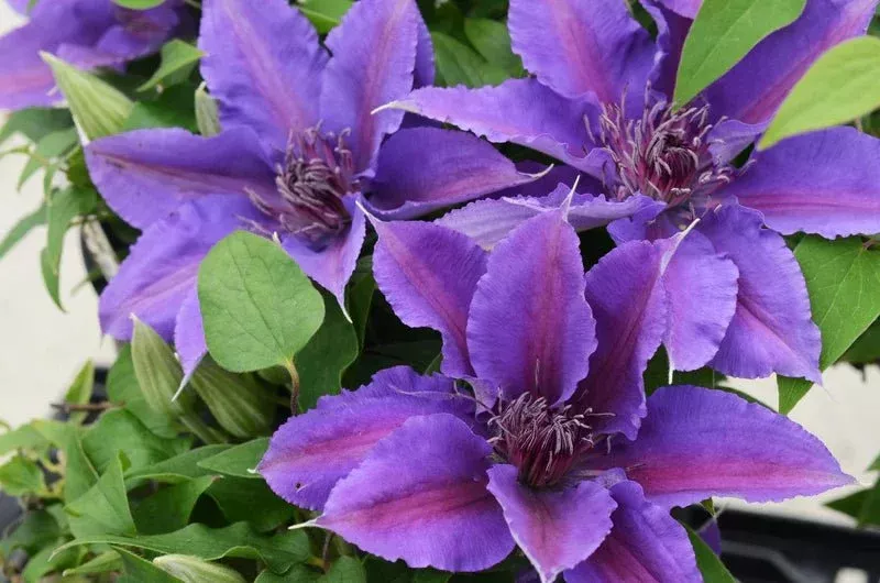 Clematis Paulie