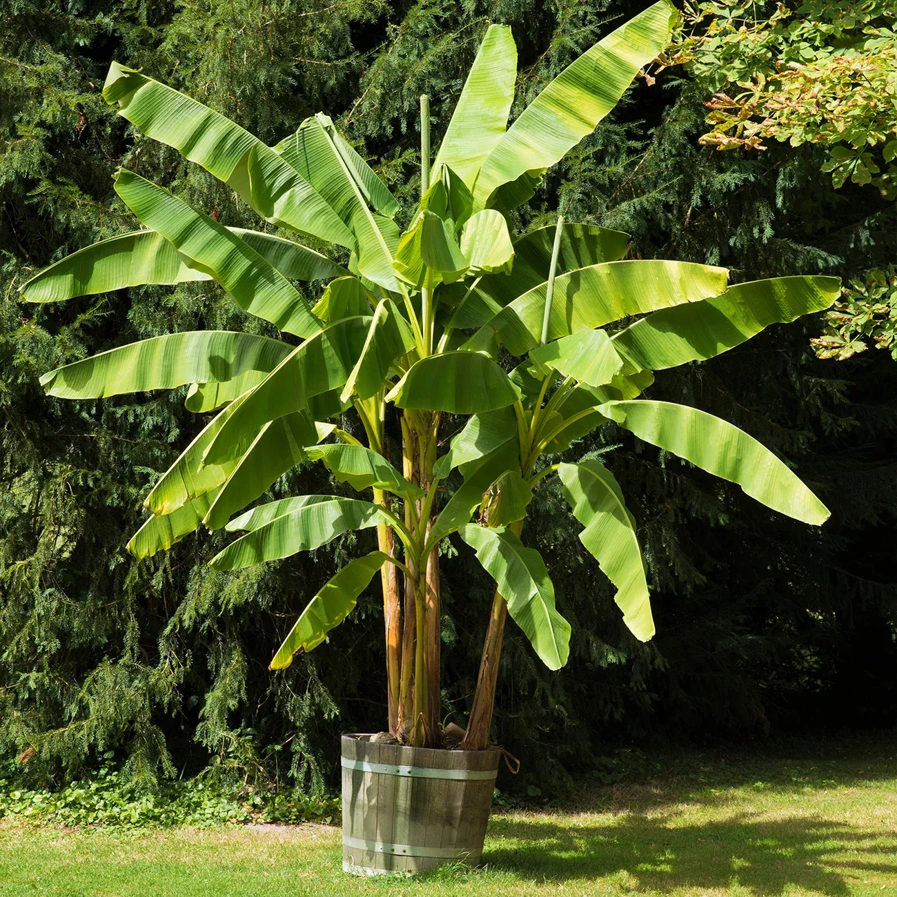 Cold Hardy Basjoo Banana Tree