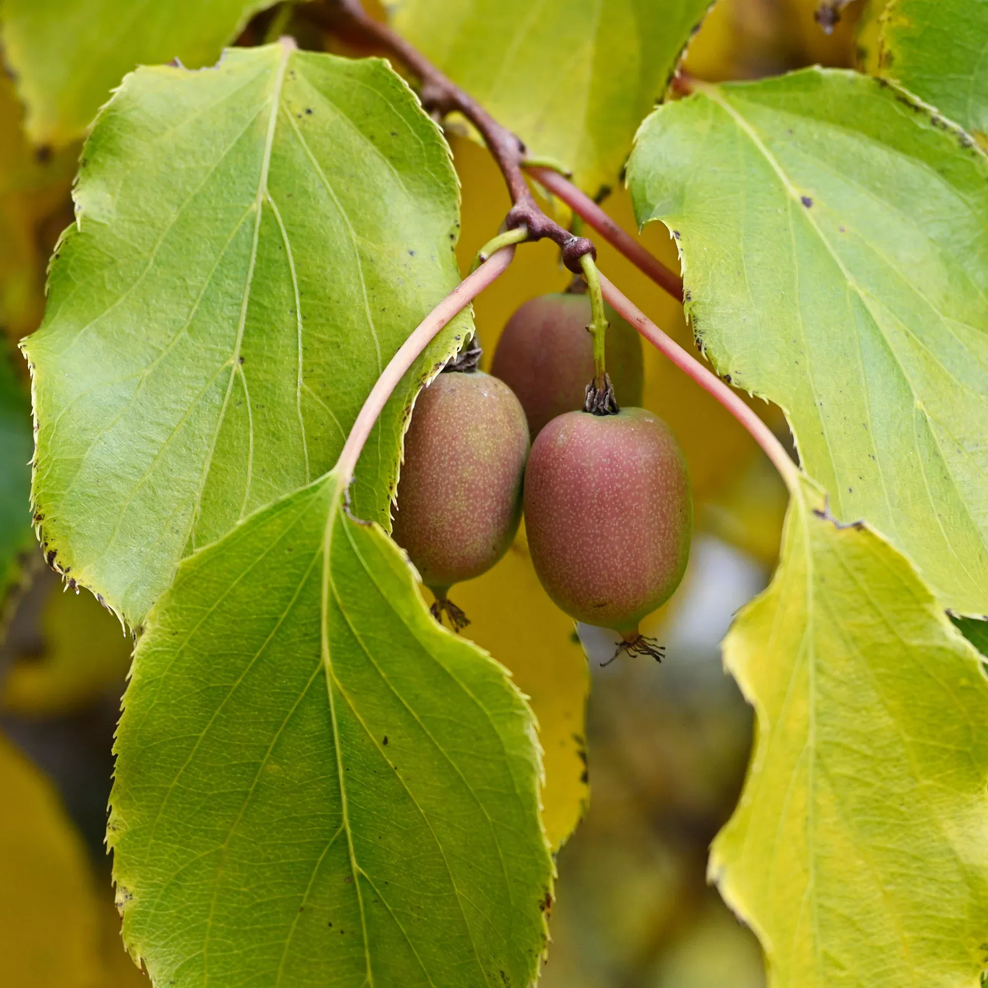 Cold Hardy Kiwi