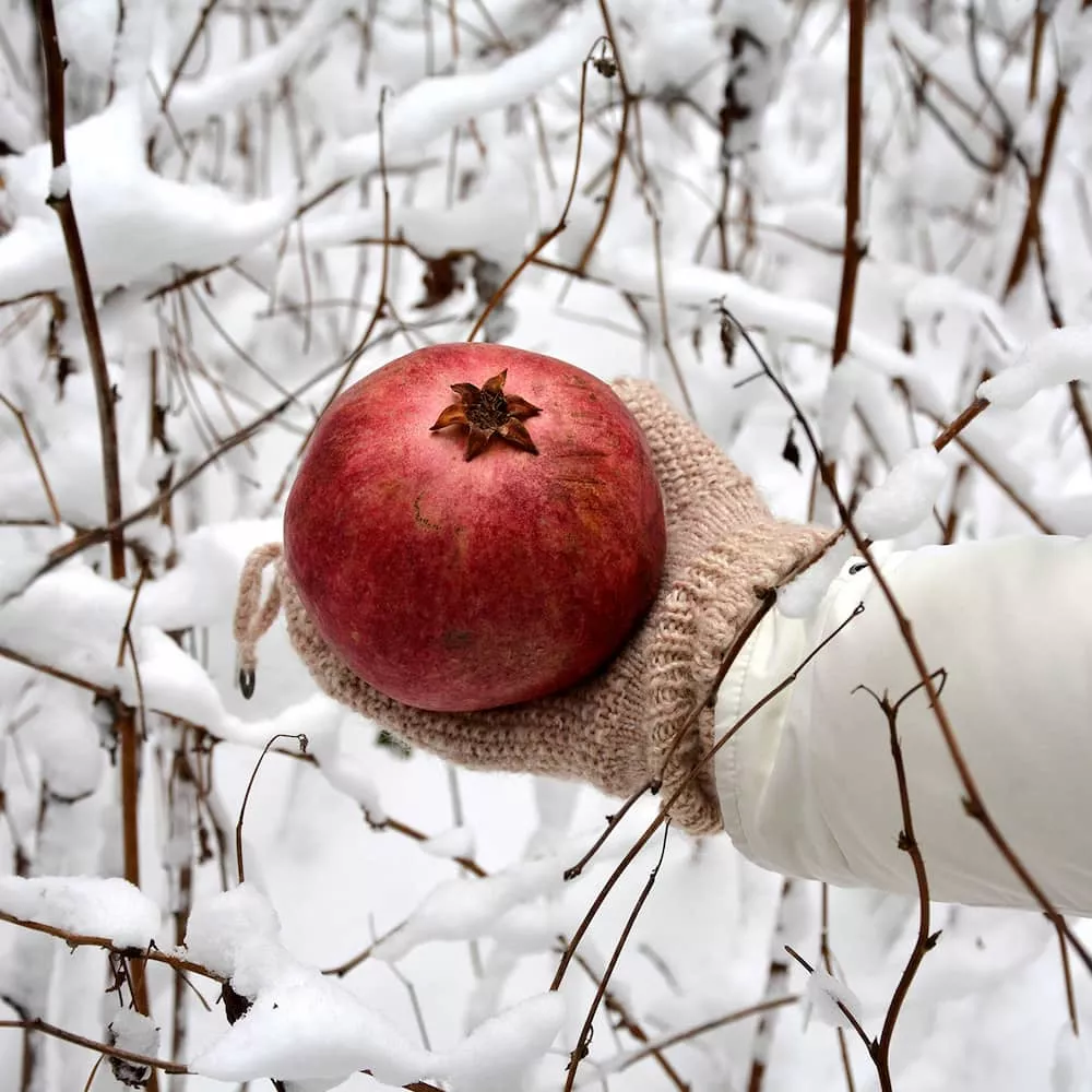 Cold Hardy Pomegranate Tree